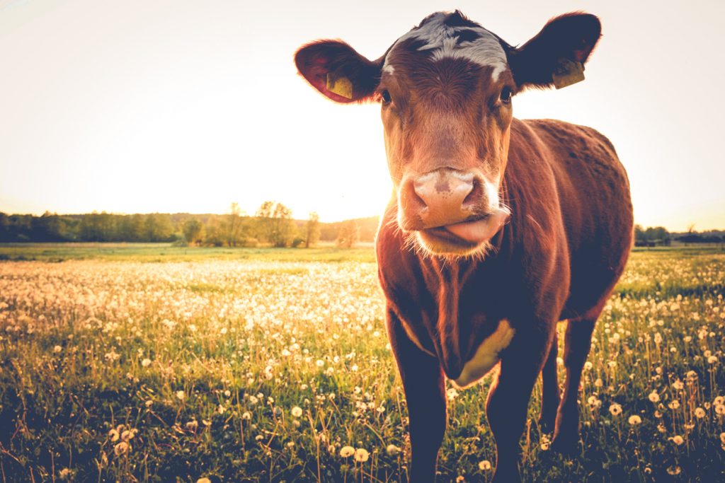 7% of Americans Think That Chocolate Milk Comes Directly From Cows