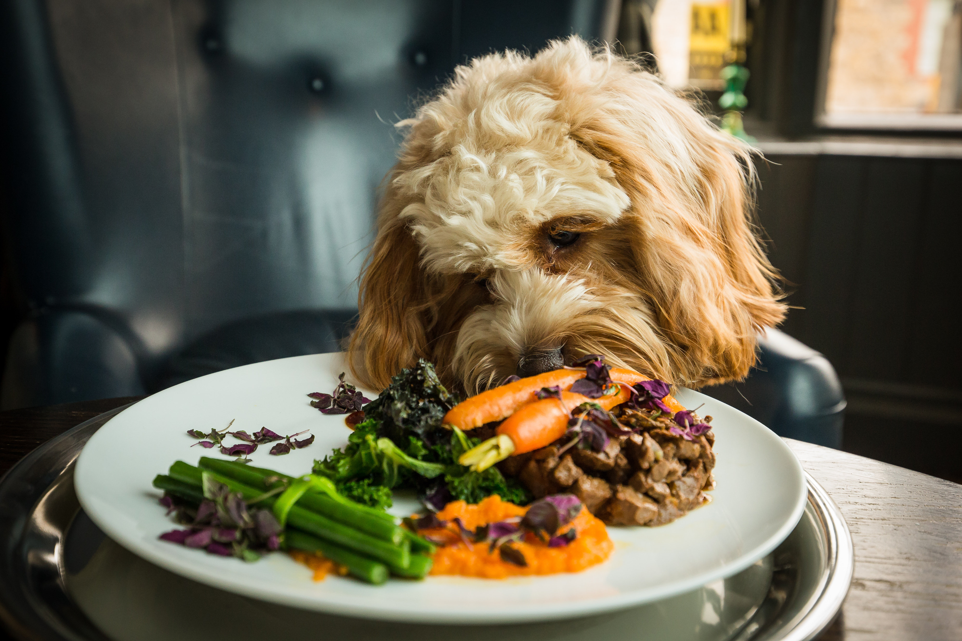 what does hydrolyzed mean in dog food