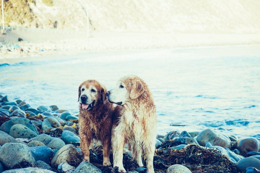 Dogs enjoy fewer walks in the winter – because their owners don’t like going out in the cold