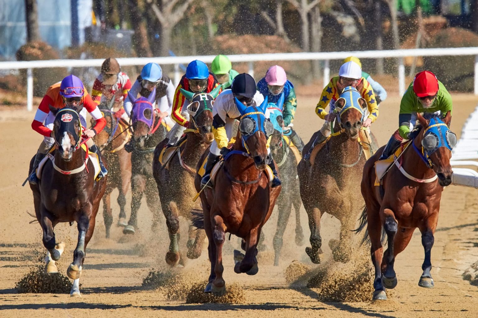 Why is Horse Racing So Popular?
