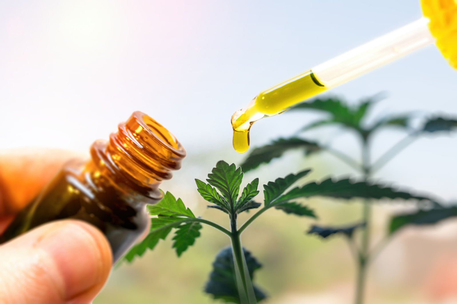Is CBD Oil Good For Pets? – News Anyway