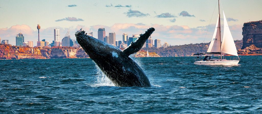 Intriguing whale watching cruise of Sydney and the Shark Island