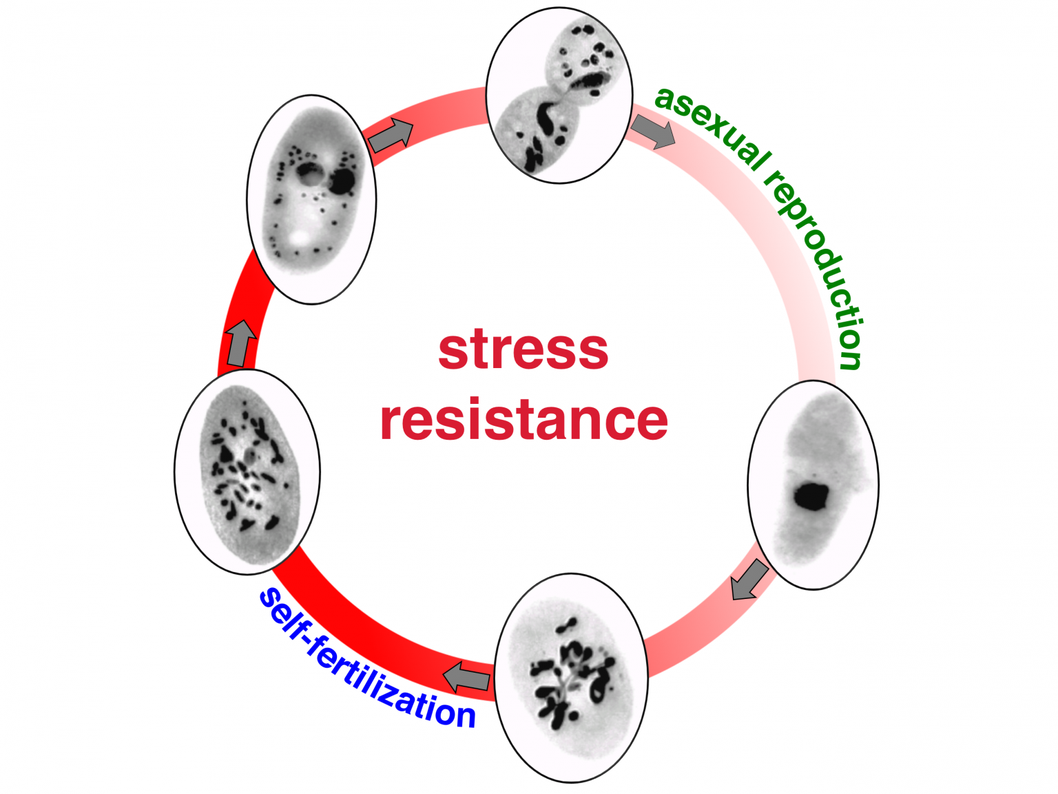 Sex as Stress Management in Microbes