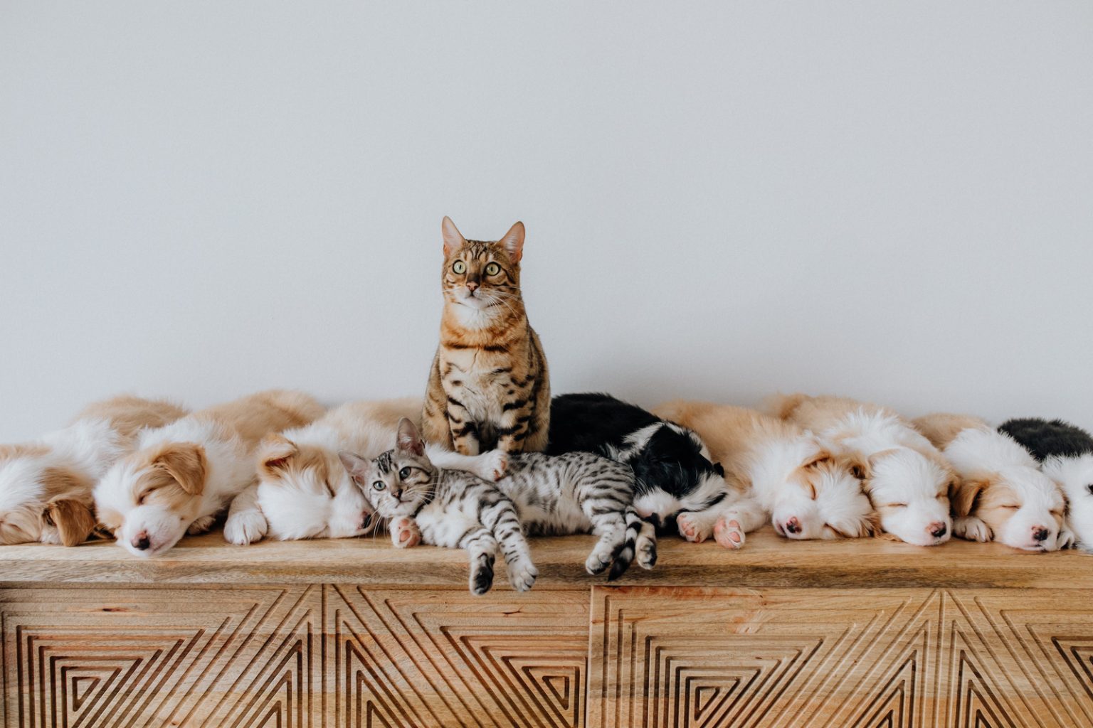 All About CBD and Dosage Chart for Pets