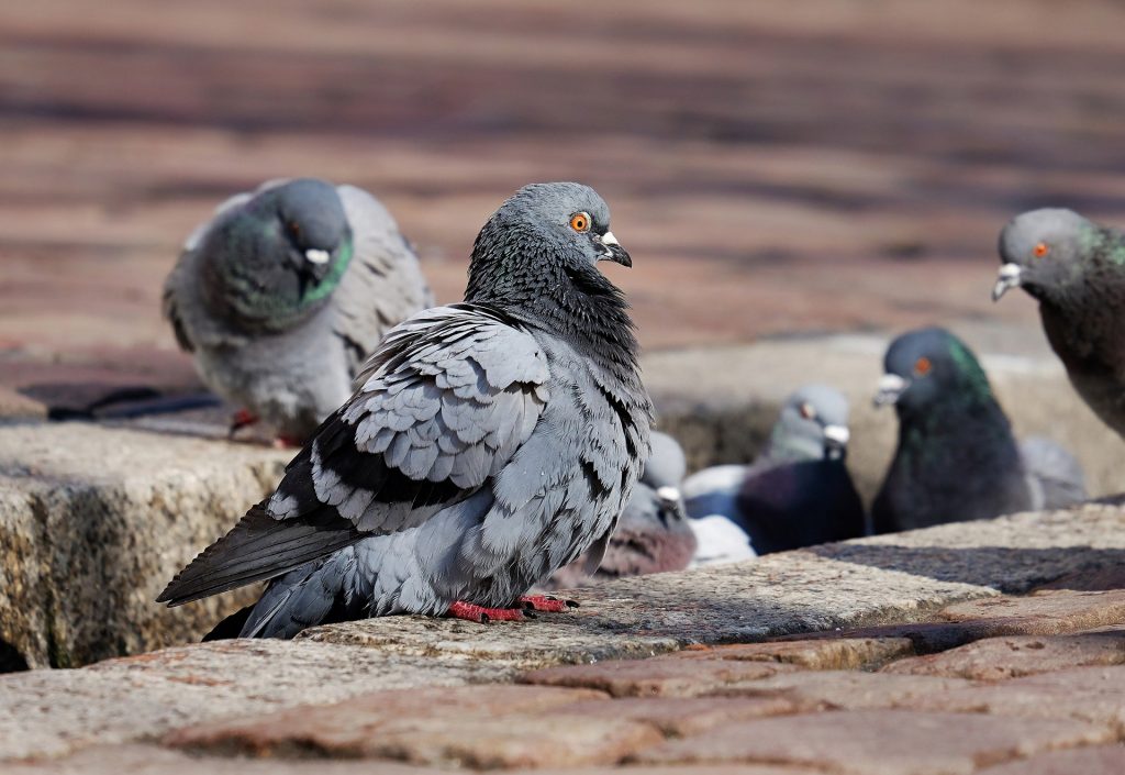 Pigeon Control Products That You Should Try News Anyway