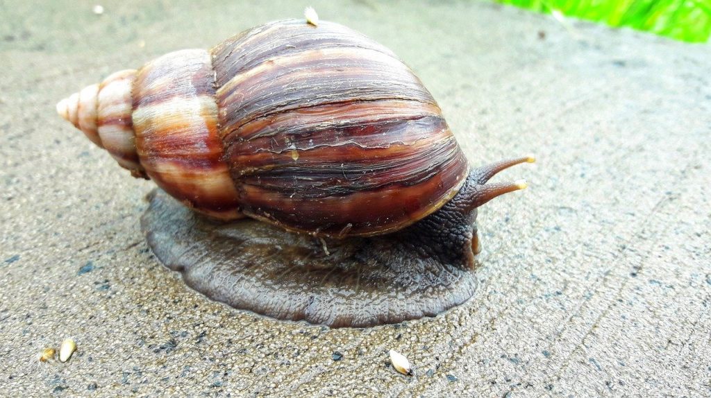 Top Benefits of Snail Farming You Should Know News Anyway