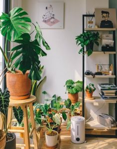 4 Indoor plant shelf styles and tips to add some personality to your home garden
