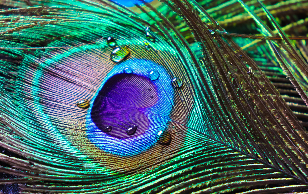 Close up photo of a peacock feather, showing blue and green colours