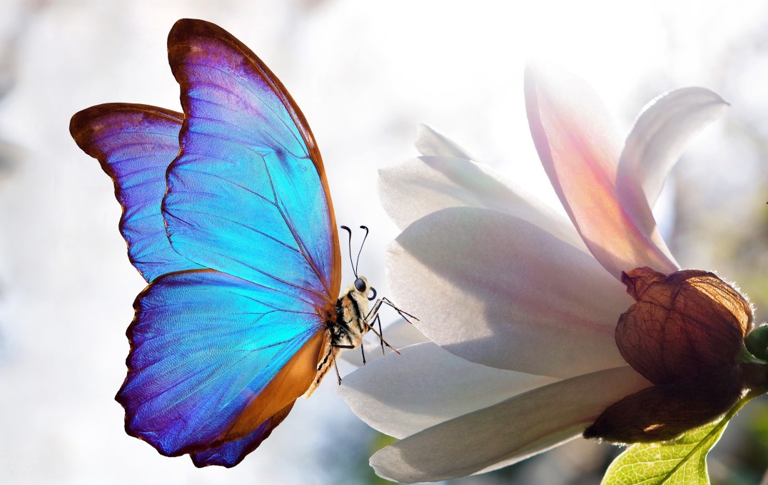 A morpho blue butterfly approaches a magnolia. The butterfly is a brilliant blue.