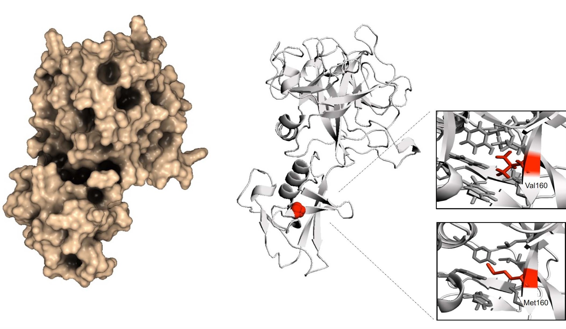 TMPRSS2 protein
