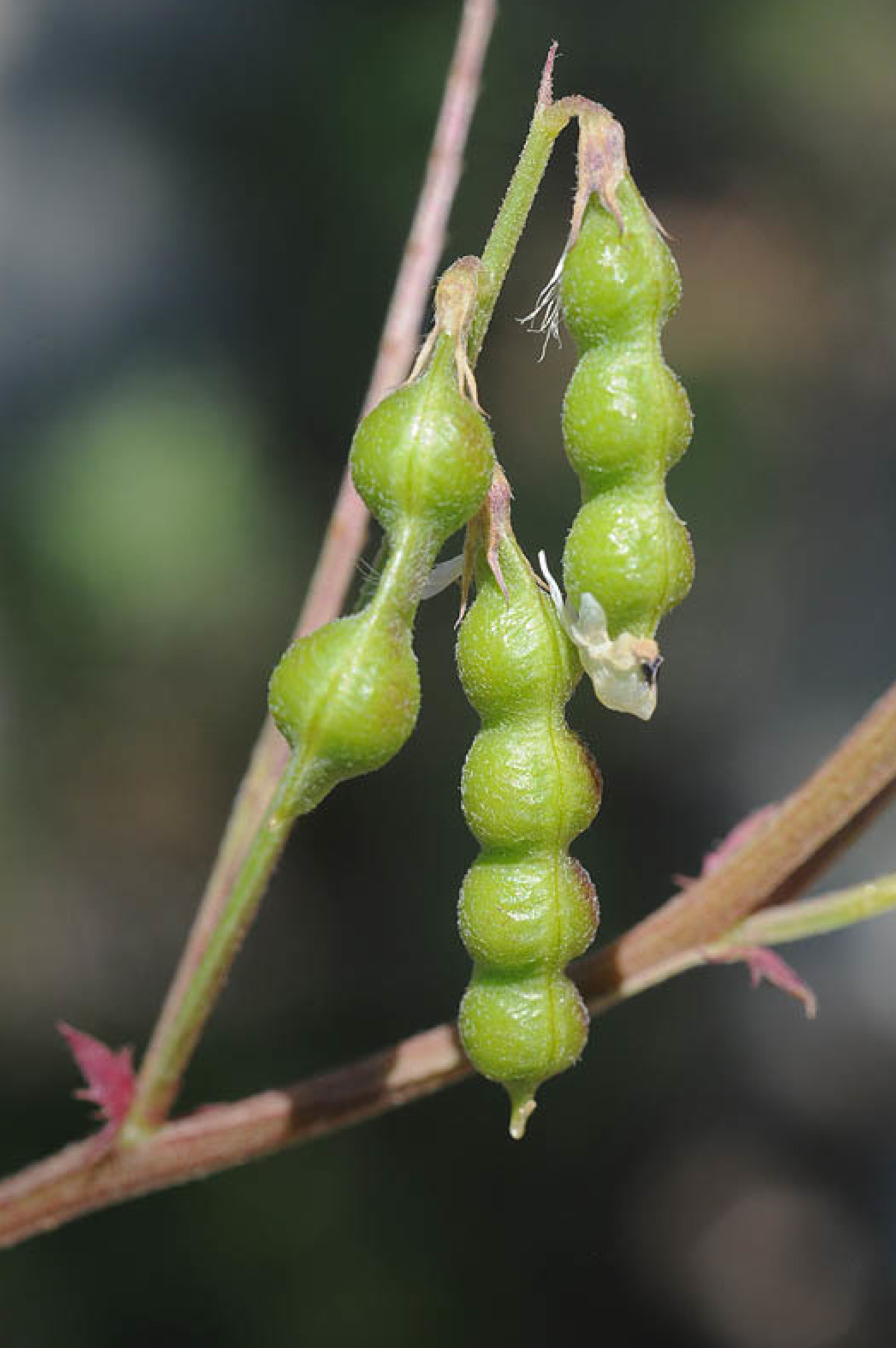 Bulbous green string-like plant