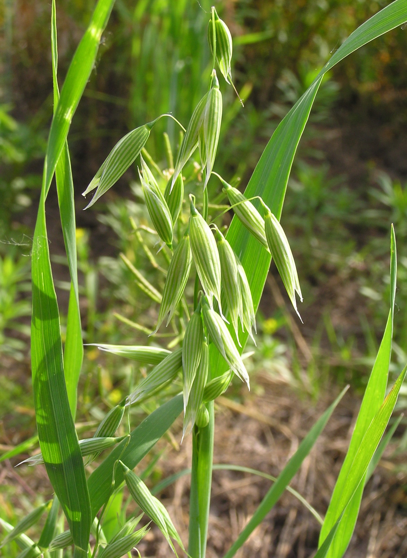Green stalks