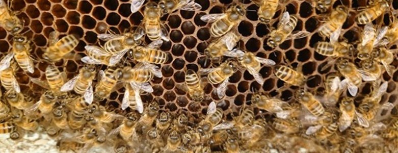 Honeybees in the hive.jpg