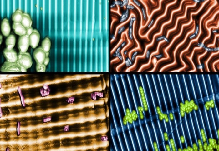 Images showing four differently patterned surfaces with bacteria (examined to investigate their interaction with topography)