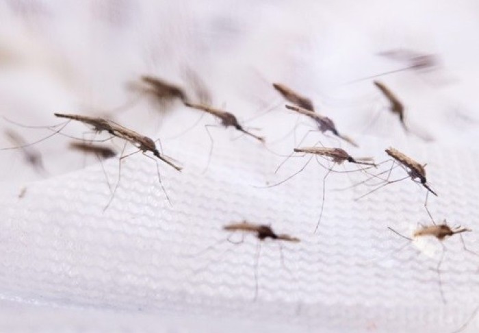 An image of mosquitoes on a white sheet