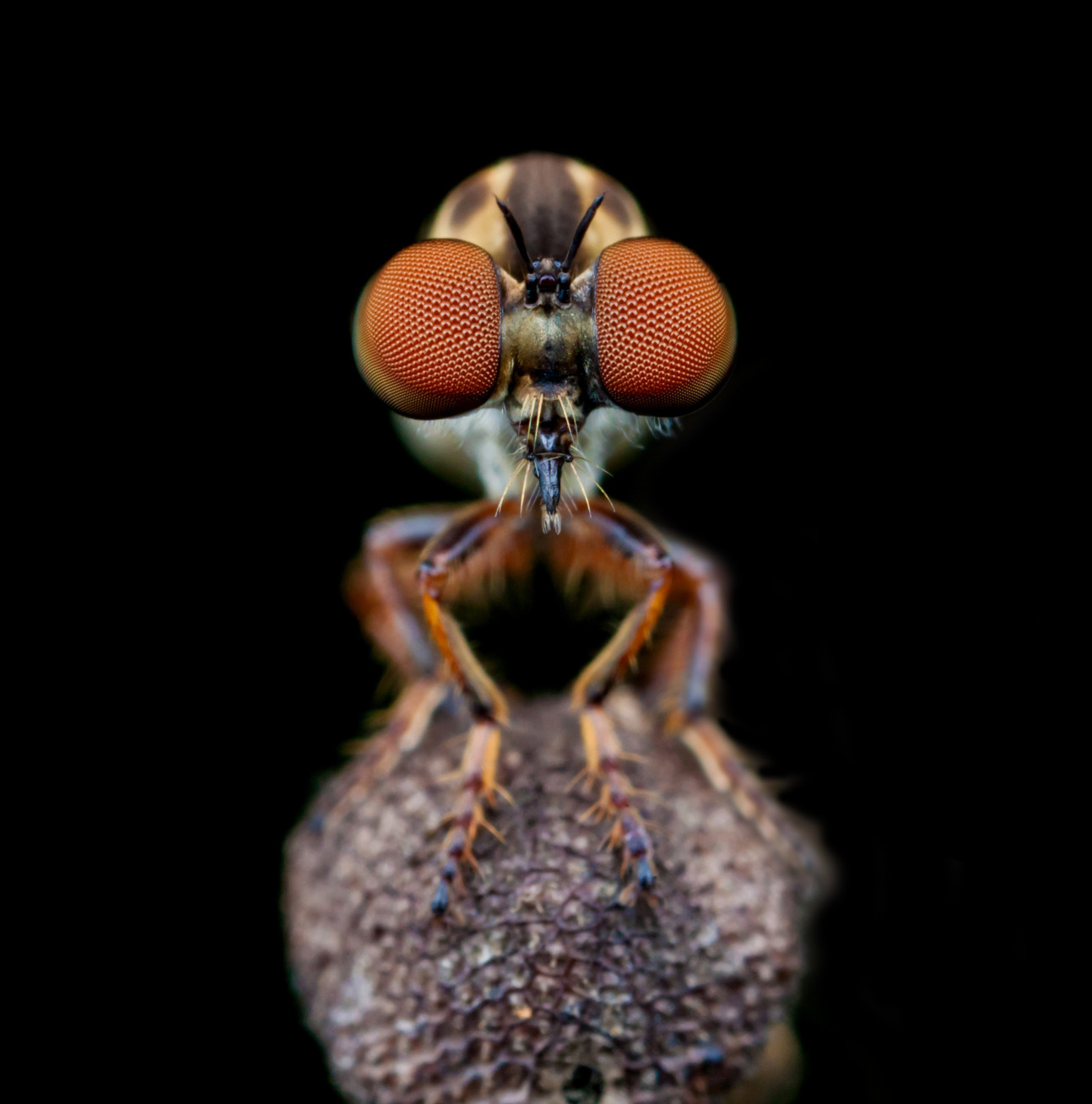 A robber fly up close