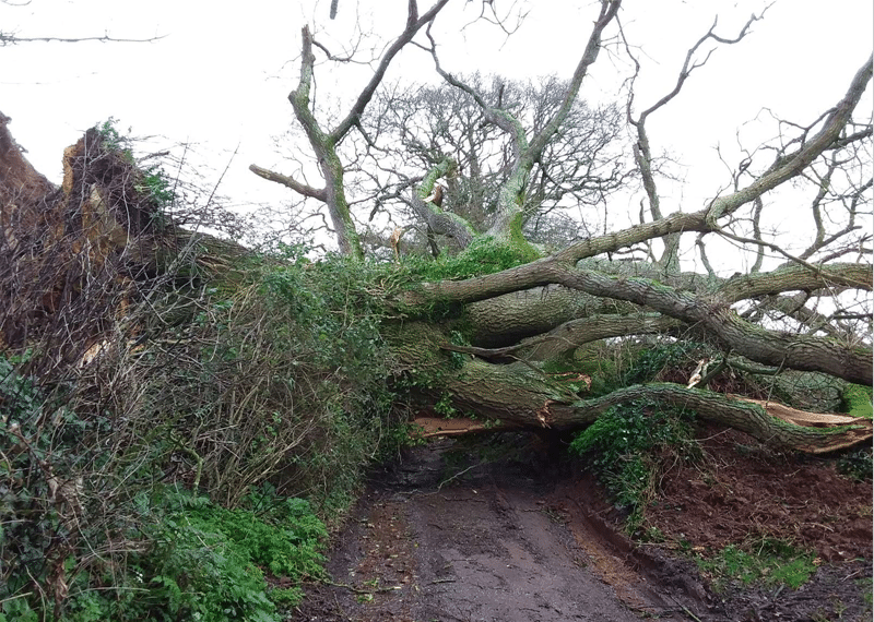 Photo of a tree down caused by Storm Ciara