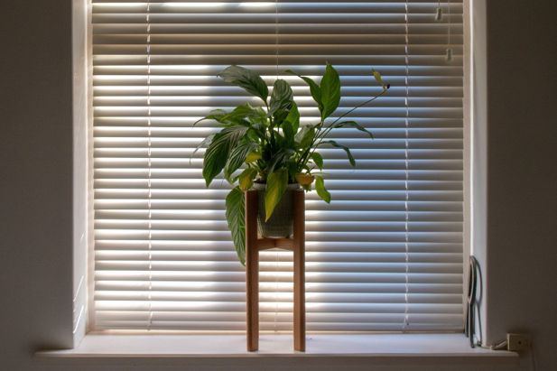 Peace Lily_800