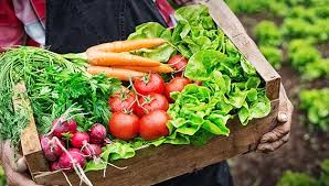A basket of healthy vegetables