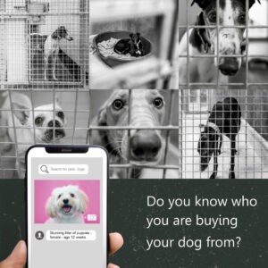 Do you know who you are buying your dog from?