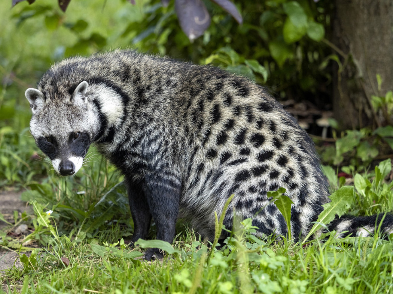 An African civet in the wild