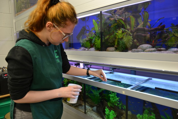 Animal Management student Chandice Wilson feeding the rare fish at Easton College