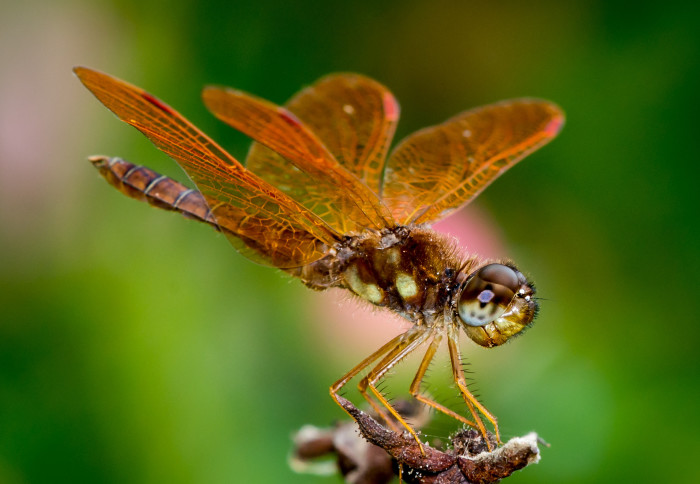 An eastern amberwing (Perithemis tenera) dragonfly