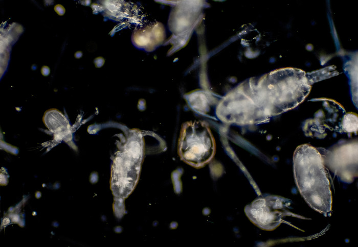 An image of plankton, which help to take up CO2 from the atmosphere