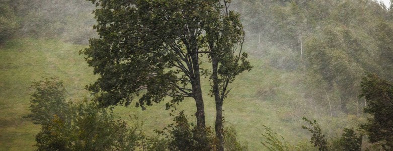 TREES--IN-RAIN.jpg
