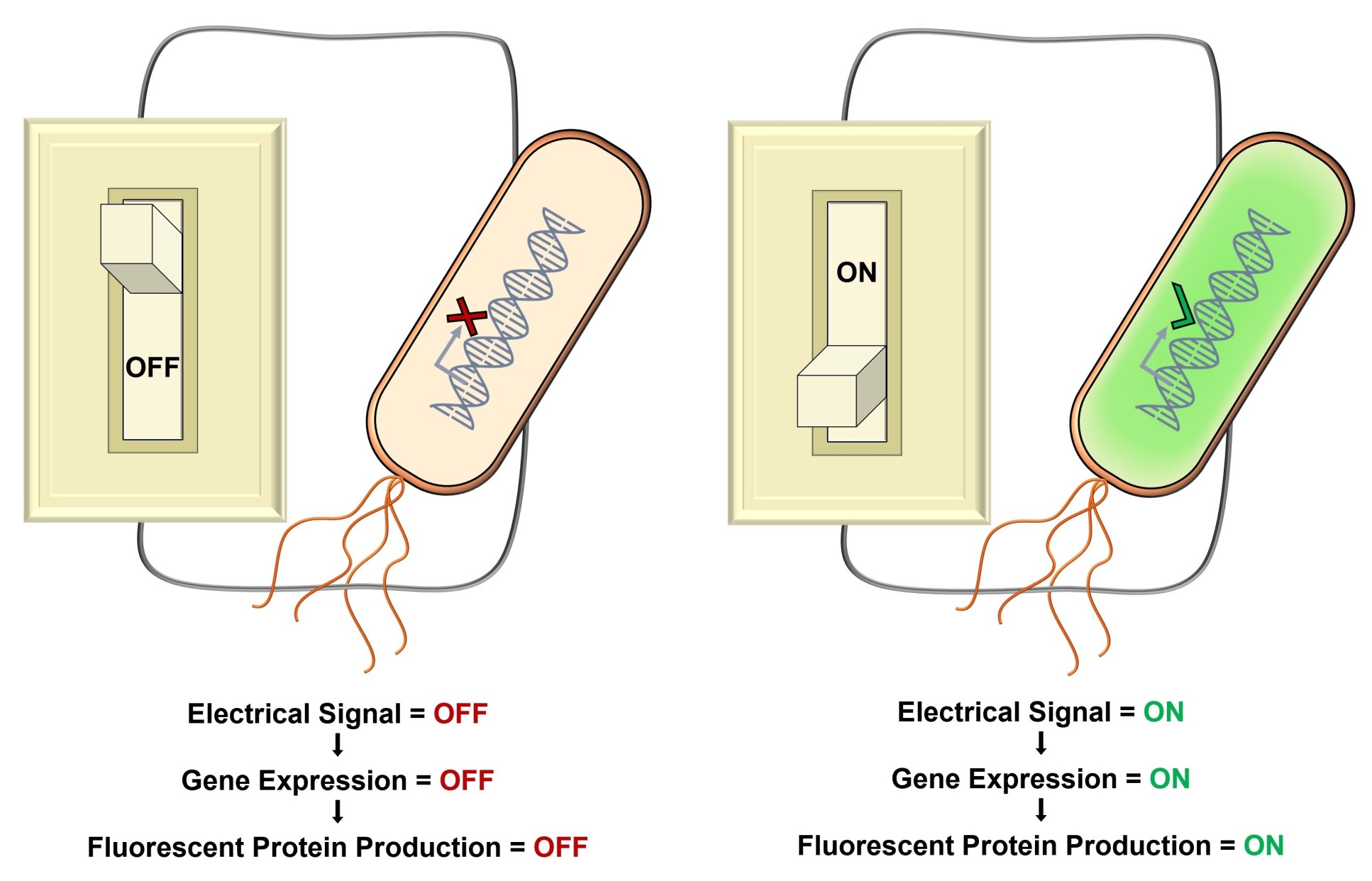 Illustration of a light switch and a bacteria with its DNA showing. On the left, the switch is off, so the DNA has a cross next to it and the bacteria is beige. On the right, the switch is on and the bacteria is coloured green