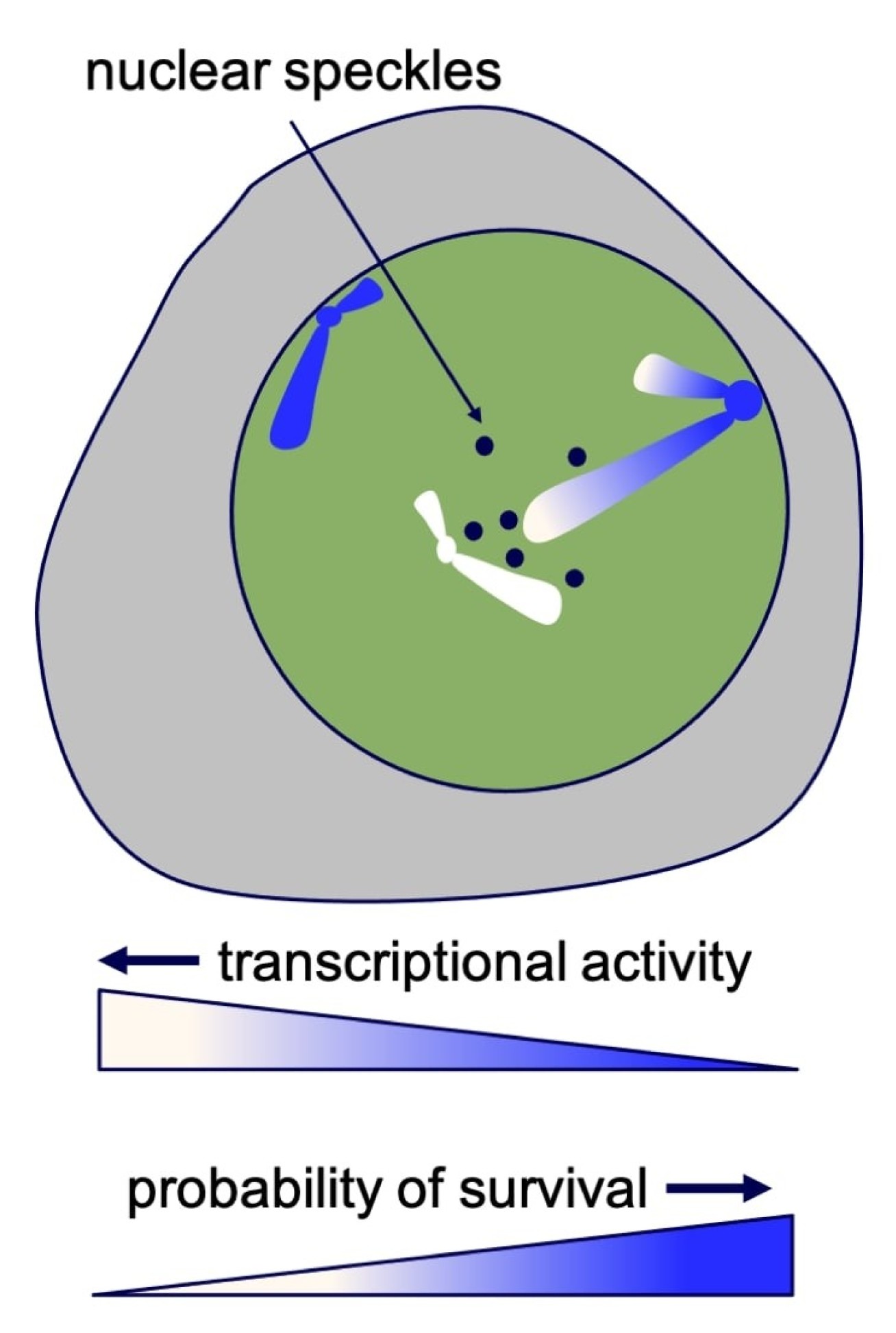 A diagram showing how HTLV-1 and HIV persist in the body.