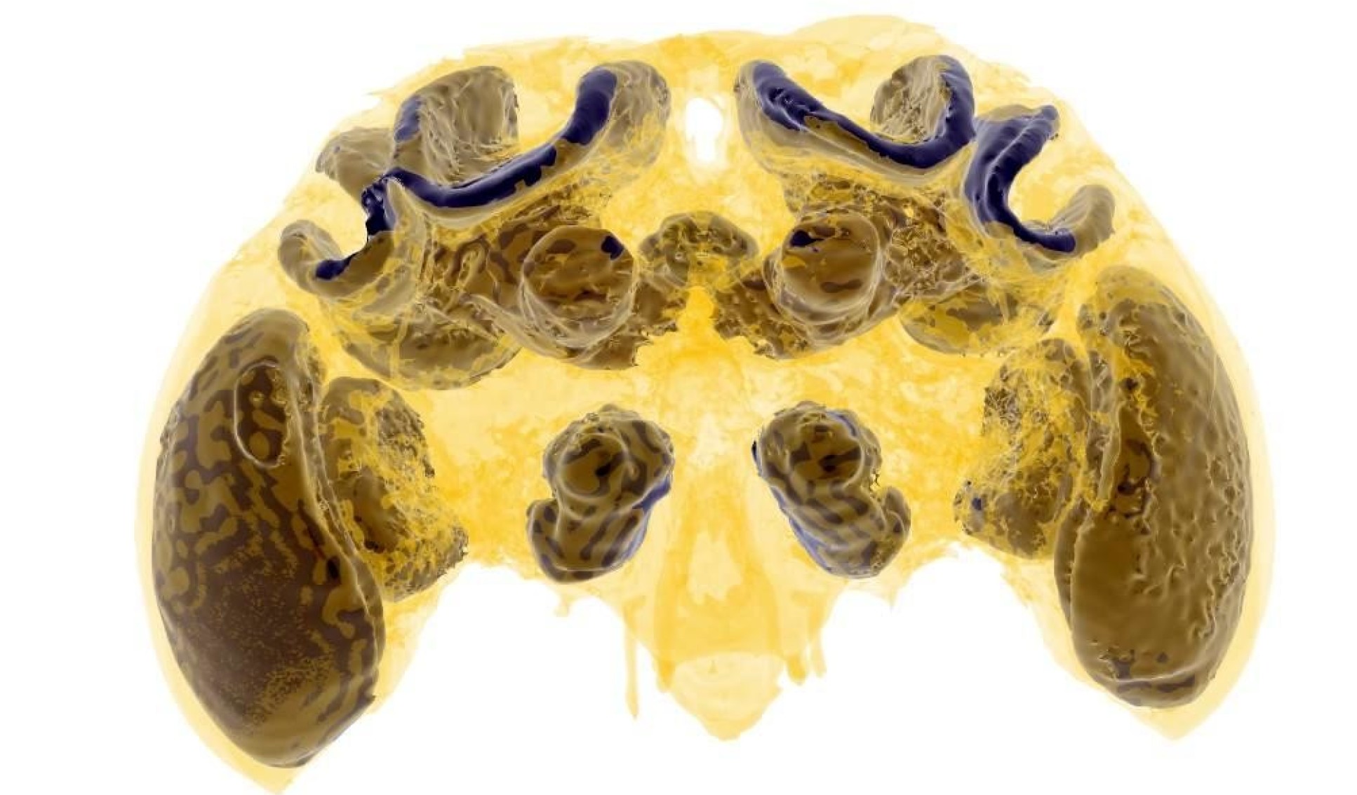 Image of a bee's head in transparent yellow, showing internal structures in brown and purple