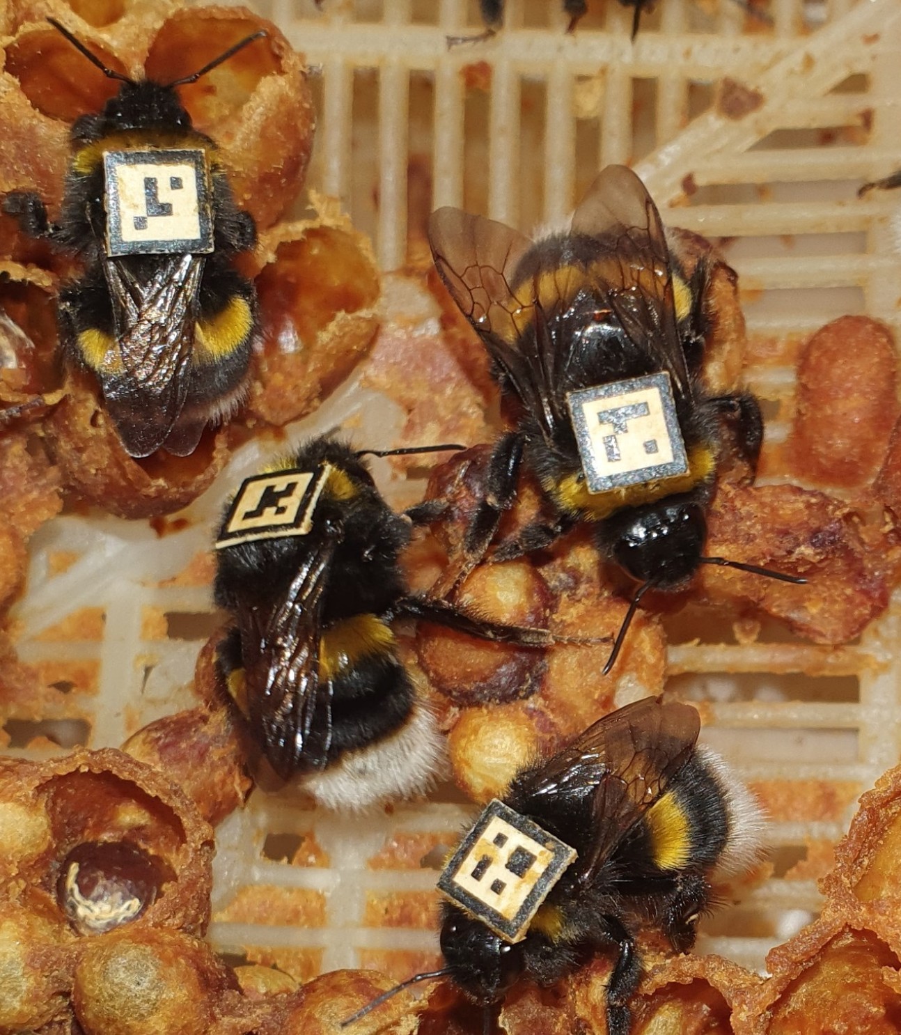 Bees with tiny QR codes on their backs