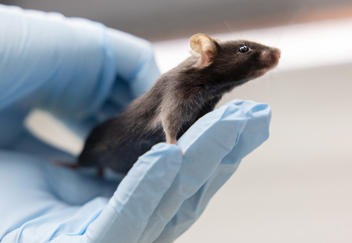 A gloved hand holds a mouse
