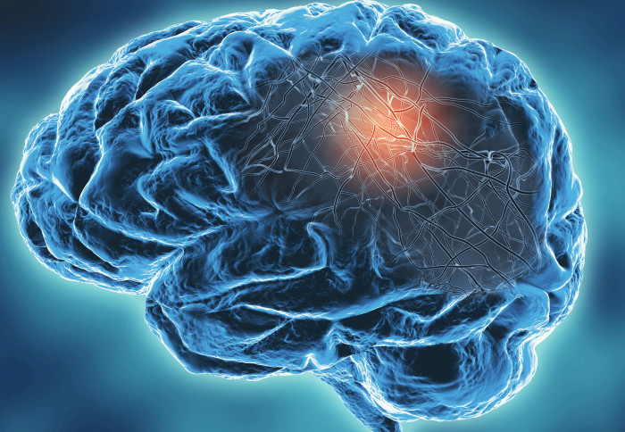 Brain