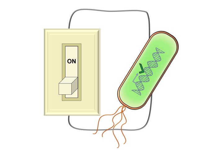 Illustration of a light switch attached to a bacteria containing DNA. The light switch says 'on' and the bacteria is green