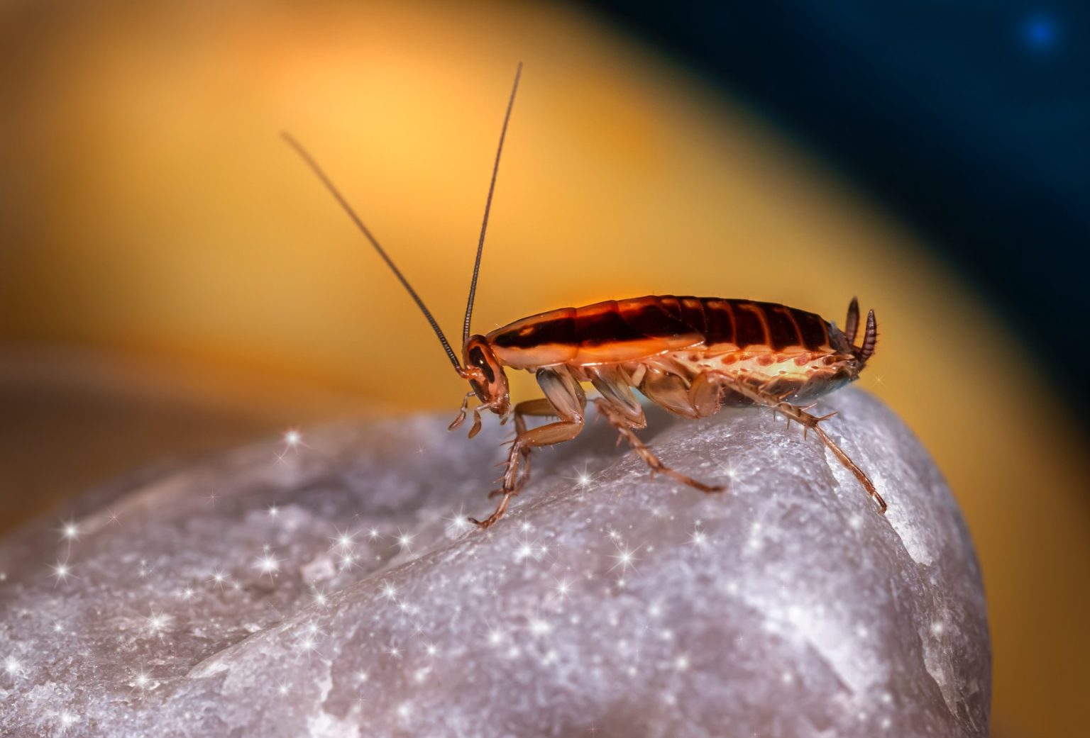 Finding the Right Commercial Pest Control Company- Some Insider Advice