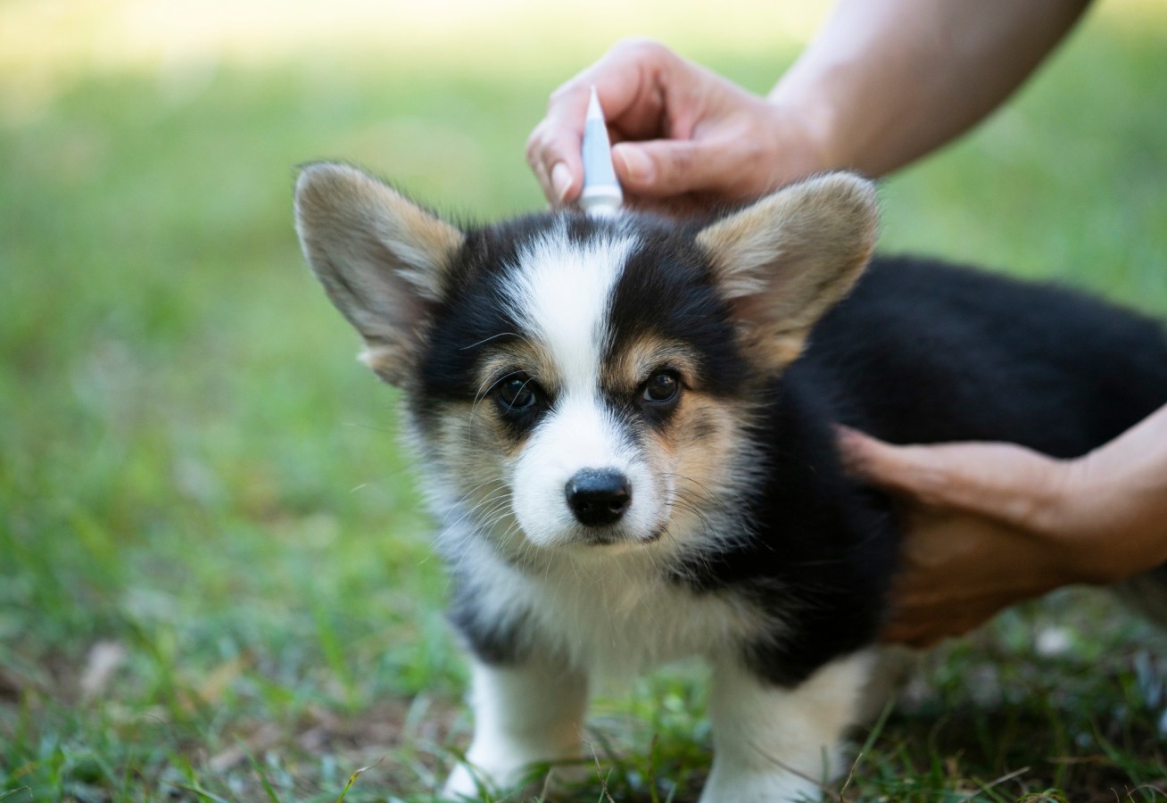 A small dog is given a dose of a parasiticides.