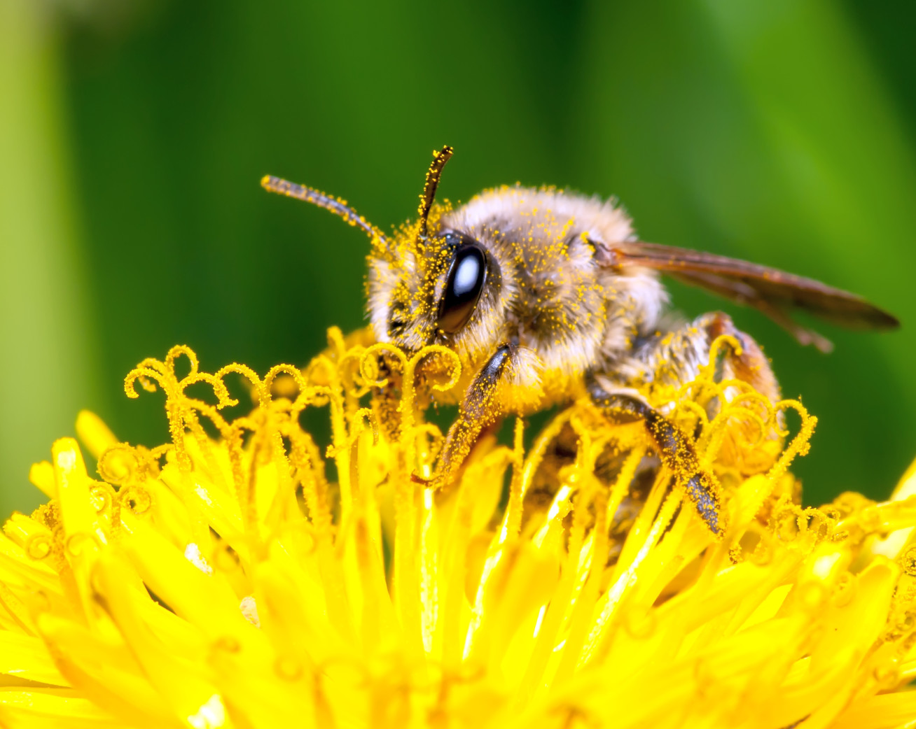 Up close photo of a bee landed on a yellow dandelion flower