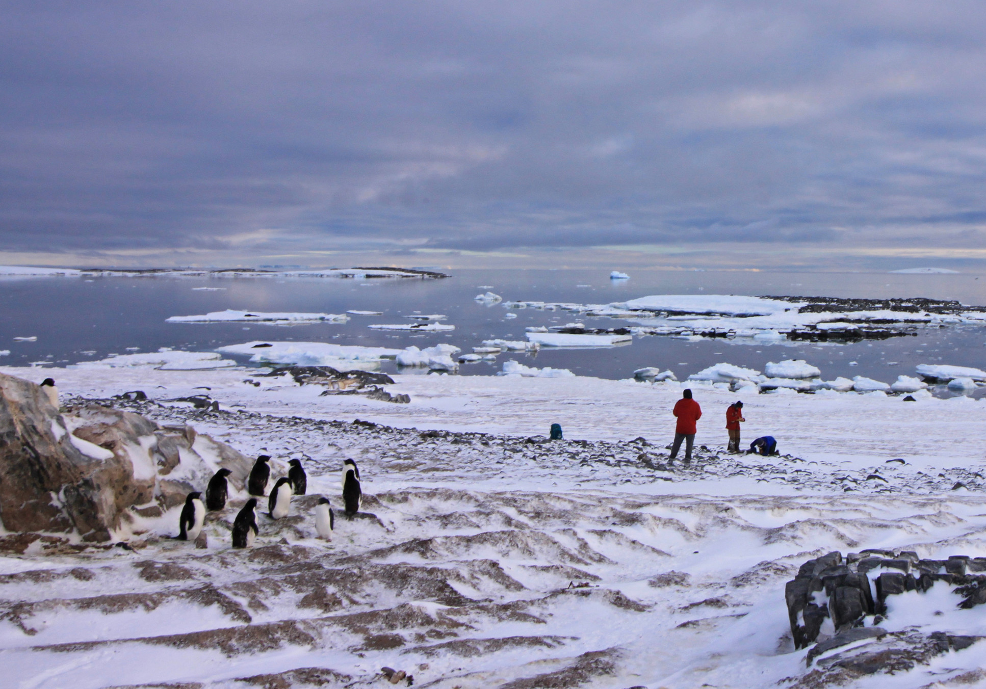 Photo of researchers on an Edwards Island beach collecting samples, watched over by a group of penguins