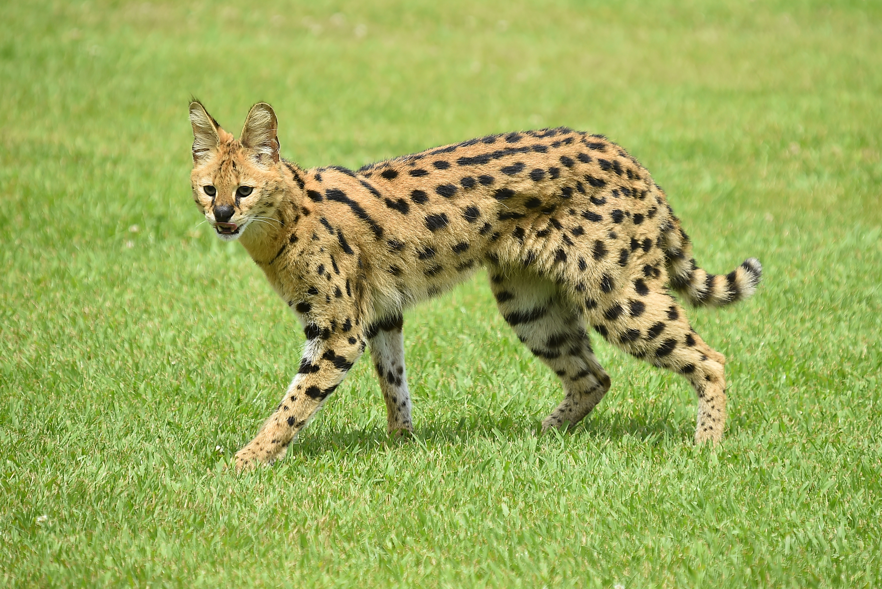 Serval cat in the grass