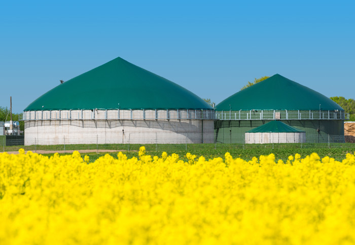 Field of bright yellow flowers with biogas plant in background
