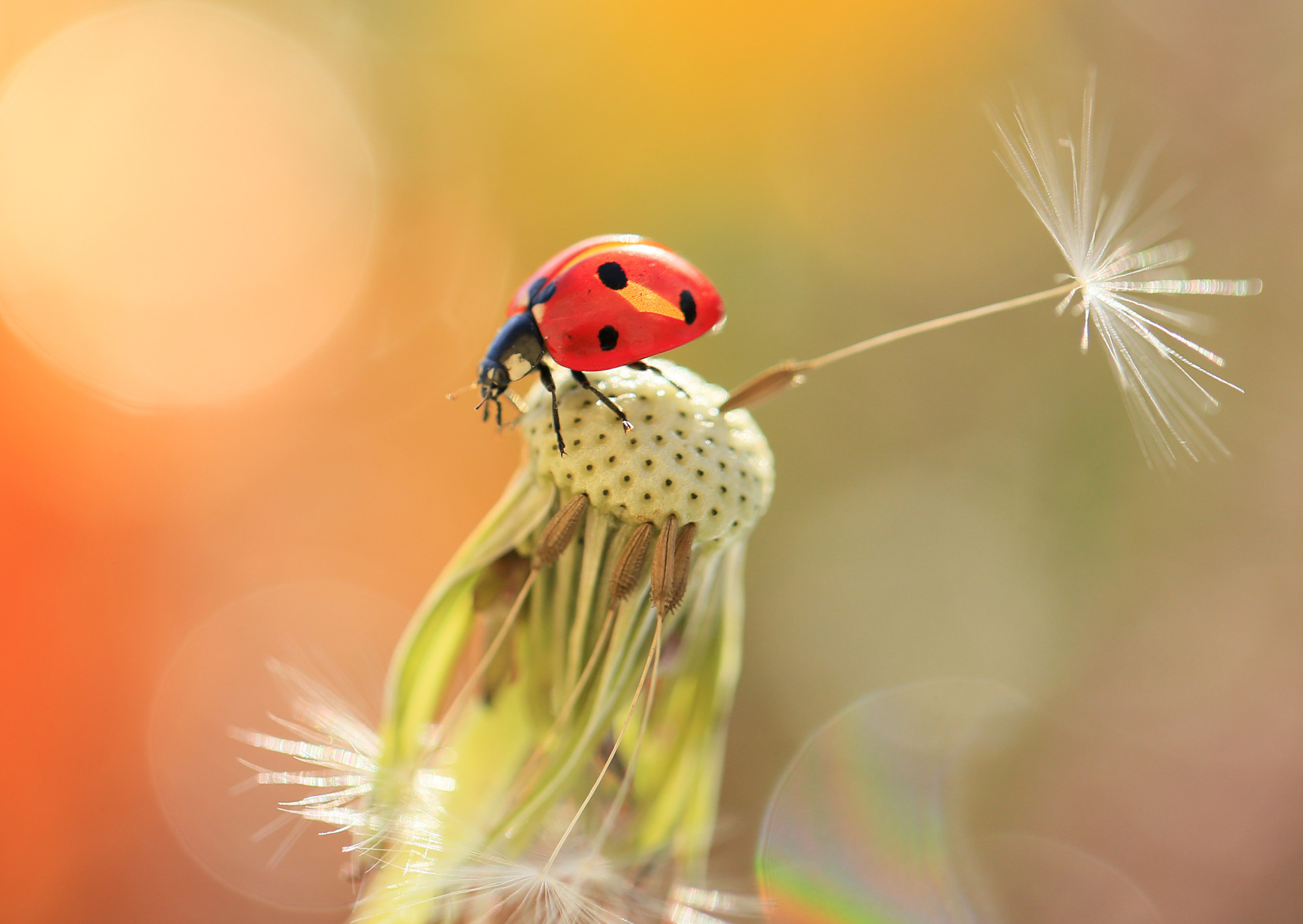Photo of a ladybird on top of a dandelion head with most of the seeds gone. One seed remains so that you can clearly see how it is attached to its parachute.