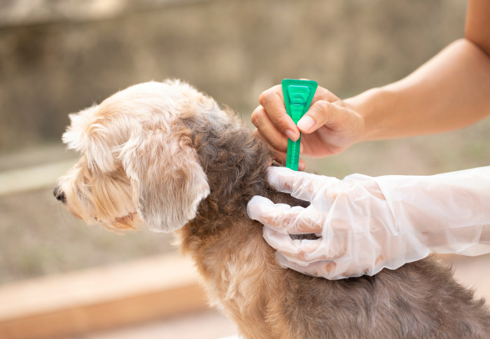 A dog receives flea and tick prevention treatment.