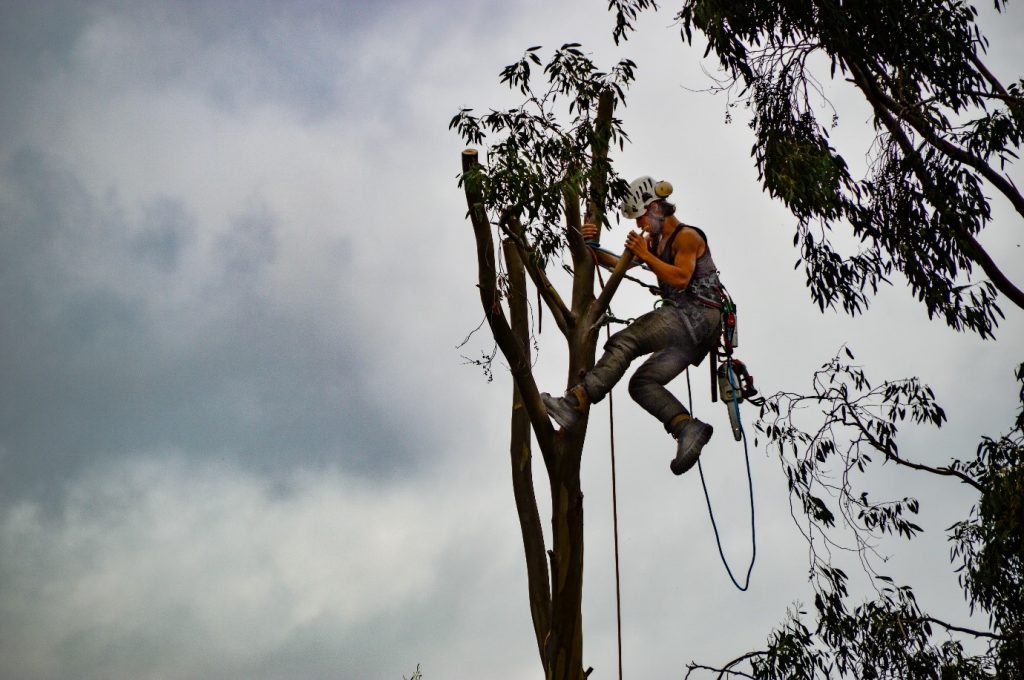 Signs You Need to Call a Tree Surgeon