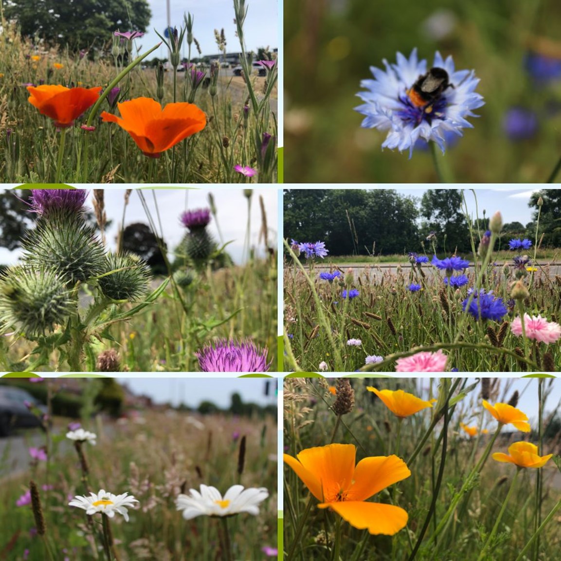 Wildflowers start to bloom in Exeter Montage