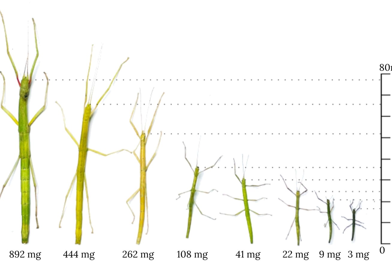 A diagram showing different sized stick insects.