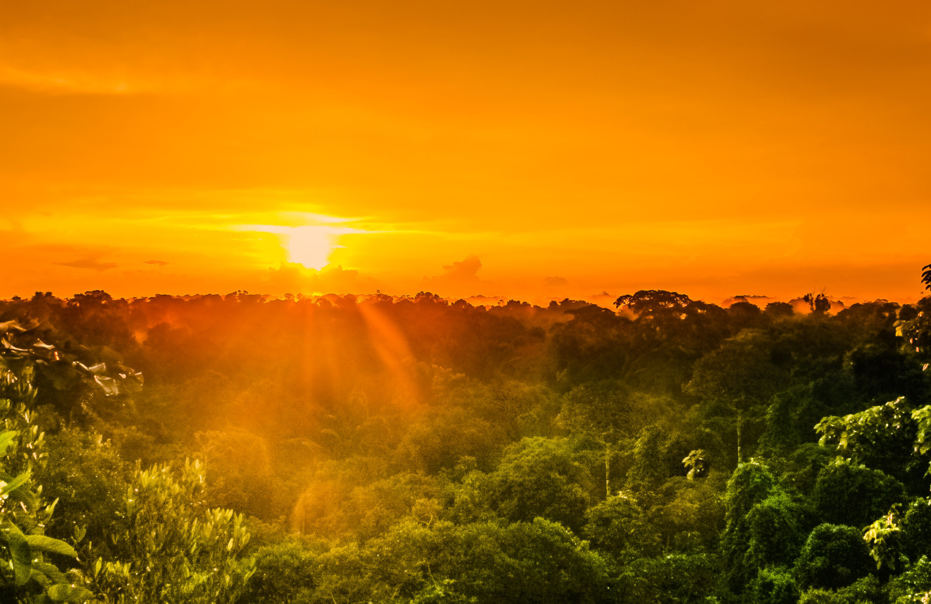 Image of the sun shining over a rainforest.
