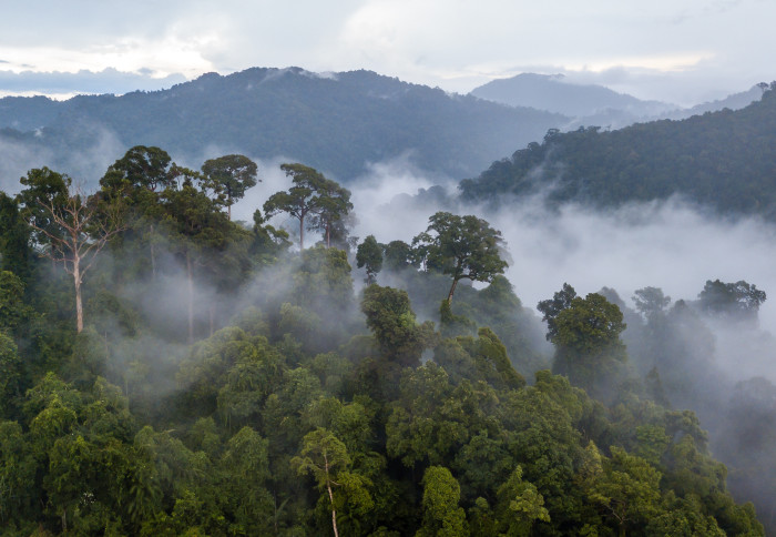 Image of mist, cloud and fog hanging over a tropical rainforest after a storm.