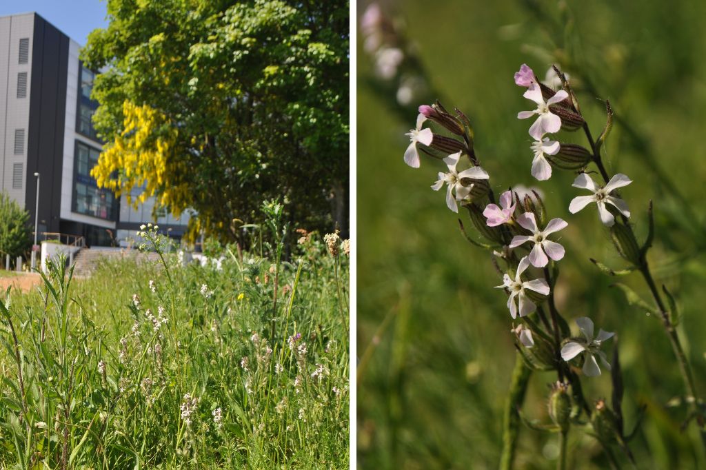 Small-flowered Catchfly flower